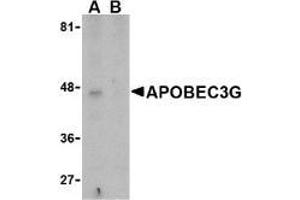 Western blot analysis of APOBEC3G expression in Caco-2 cell lysate in the (A), absence and (B) presence of blocking peptide with AP30069PU-N APOBEC3G antibody at 5 μg/ml. (APOBEC3G Antikörper  (N-Term))