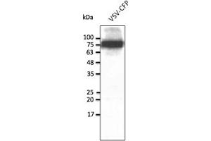 Western Blotting (WB) image for anti-CFP Fluorescent Protein antibody (ABIN7273090) (CFP Fluorescent Protein Antikörper)