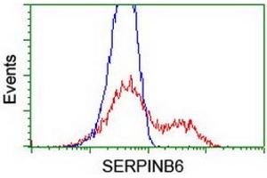 HEK293T cells transfected with either RC200668 overexpress plasmid (Red) or empty vector control plasmid (Blue) were immunostained by anti-SERPINB6 antibody (ABIN2455439), and then analyzed by flow cytometry. (SERPINB6 Antikörper)