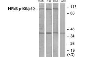 Western blot analysis of extracts from HepG2/HT-29/COLO cells, using NF-kappaB p105/p50 (Ab-907) Antibody. (NFKB1 Antikörper  (AA 874-923))