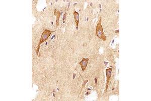 Immunohistochemical staining of paraffin-embedded human brain section reacted with VAMP8 monoclonal antibody  at 1:25 dilution. (VAMP8 Antikörper  (N-Term))