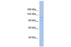 VPS54 antibody used at 1 ug/ml to detect target protein. (VPS54 Antikörper)