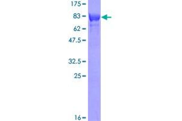 TOM1 Protein (AA 1-493) (GST tag)