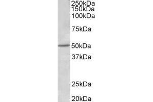 ABIN5539801 (1µg/ml) staining of Human Placenta lysate (35µg protein in RIPA buffer). (ESR2 Antikörper  (AA 417-428))