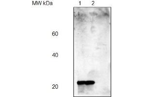 anti-PsbP antibody