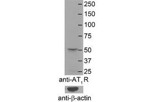 AGTR1 antibody - N-terminal region  validated by WB using Mouse Brain Membranes at 1:4000. (Angiotensin II Type-1 Receptor Antikörper  (N-Term))