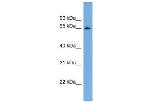 FBXL5 antibody used at 1 ug/ml to detect target protein. (FBXL5 Antikörper  (Middle Region))
