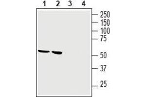 Western blot analysis of rat brain lysate (lanes 1 and 3) and mouse brain membranes (lanes 2 and 4): - 1,2. (GPR34 Antikörper  (Extracellular))
