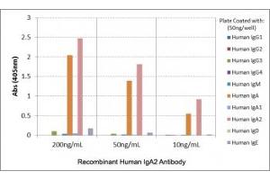 ELISA of human immunoglobulins shows recombinant Human IgA2 antibody reacts only to IgA2. (Rekombinanter Kaninchen anti-Human IgA2 Antikörper)