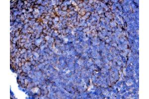 IHC analysis of Cd2 using anti-Cd2 antibody (ABIN7600738).