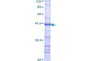 RPS6KB2 Protein (AA 1-100) (GST tag)