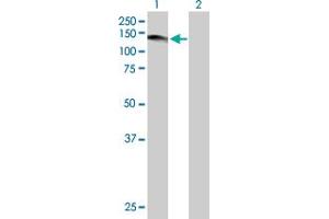 Western Blot analysis of USP1 expression in transfected 293T cell line by USP1 MaxPab polyclonal antibody. (USP1 Antikörper  (AA 1-785))