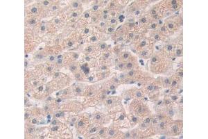 IHC-P analysis of Kidney tissue, with DAB staining. (HAND1 Antikörper  (AA 1-215))