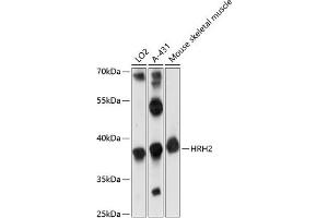 Western blot analysis of extracts of various cell lines, using HRH2 antibody (ABIN7267660) at 1:1000 dilution. (HRH2 Antikörper  (AA 150-250))