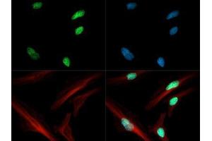 Fluorescence Microscopy (FM) image for anti-Histone 3 (H3) (H3K4ac) antibody (ABIN5706770)