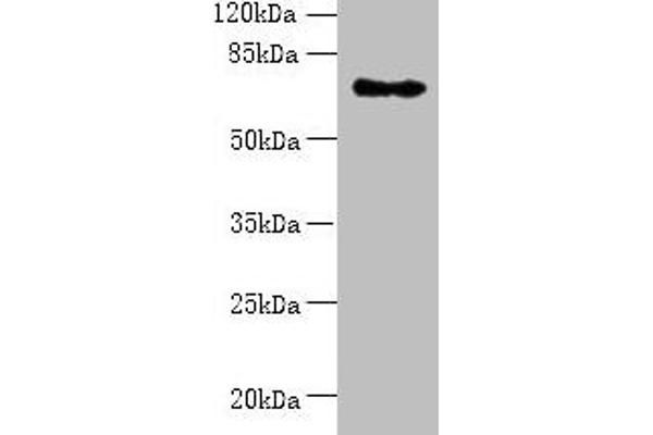 ZNF133 Antikörper  (AA 1-210)