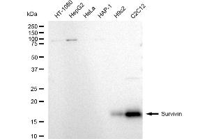 Western blotting analysis using Survivin antibody (ABIN7797728).