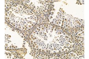 hnRNP C1/C2 Mouse Monoclonal Antibody at 1/100 staining mouse testis tissue by IHC-P. (HNRNPC Antikörper  (C-Term))