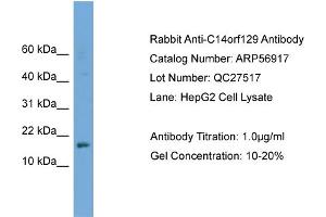 WB Suggested Anti-C14orf129  Antibody Titration: 0.
