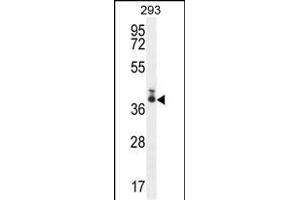 TMEM66 Antibody (N-term) (ABIN654703 and ABIN2844395) western blot analysis in 293 cell line lysates (35 μg/lane).