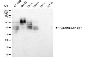 Western blotting analysis using Synaptophysin like 1 antibody (ABIN7800486). (Rekombinanter SYPL1 Antikörper)