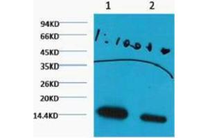 Western Blotting (WB) image for anti-Histone 3 (H3) (H3K27me2) antibody (ABIN3181171) (Histone 3 Antikörper  (H3K27me2))