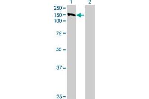 Western Blot analysis of SEC23IP expression in transfected 293T cell line by SEC23IP MaxPab polyclonal antibody. (SEC23IP Antikörper  (AA 1-1000))