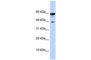 Image no. 1 for anti-Protein Phosphatase 1, Regulatory Subunit 8 (PPP1R8) (AA 215-264) antibody (ABIN6740668) (PPP1R8 Antikörper  (AA 215-264))