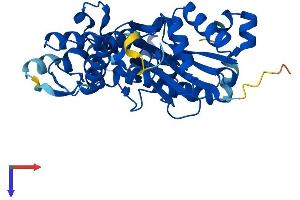 ACTR1B Protein (AA 1-376) (His tag)