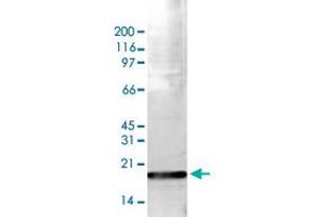 Western Blot (Cell lysate) analysis of 15 ug histone extracts of HeLa cells. (HIST1H3A Antikörper  (3meLys36))