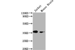 Western Blot Positive WB detected in: Jurkat whole cell lysate, Mouse Brain tissue All lanes: OR51F2 antibody at 1:2000 Secondary Goat polyclonal to rabbit IgG at 1/50000 dilution Predicted band size: 39 kDa Observed band size: 39 kDa