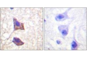 Immunohistochemistry analysis of paraffin-embedded human brain tissue, using CD130/gp130 (Ab-782) Antibody. (CD130/gp130 Antikörper  (AA 748-797))