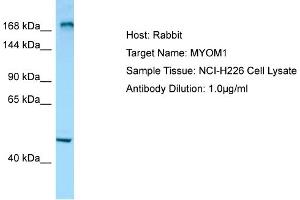Host: RabbitTarget Name: MYOM1Antibody Dilution: 1.