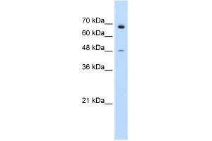 WB Suggested Anti-KLHL25 Antibody Titration:  0. (KLHL25 Antikörper  (N-Term))