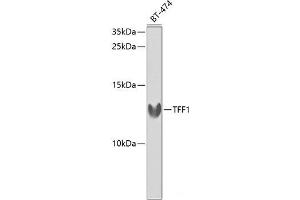 Western blot analysis of extracts of BT-474 cells using TFF1 Polyclonal Antibody at dilution of 1:1000. (TFF1 Antikörper)