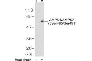 Western blot analysis of extract from HeLa cells untreated or treated with heat shock (30min), using AMPK1/AMPK2 (phospho-Ser485/Ser491) antibody (E011174). (PRKAA1/PRKAA2 Antikörper  (pSer485, pSer491))