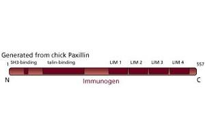Image no. 2 for anti-Paxillin (PXN) (AA 1-557) antibody (ABIN968847) (Paxillin Antikörper  (AA 1-557))
