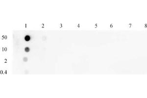 Histone H3 phospho Thr45 antibody (pAb) tested by dot blot analysis.