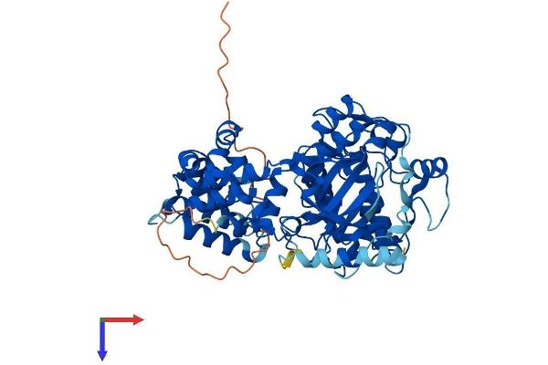 GRK4 Protein (AA 1-574) (His tag)