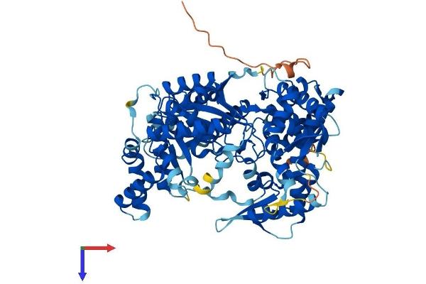 GNPAT Protein (AA 1-680) (His tag)