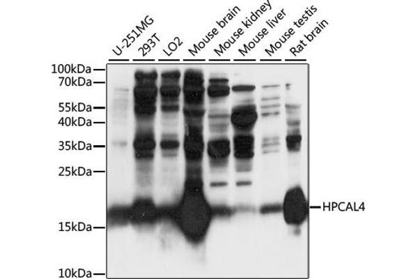 HPCAL4 anticorps  (AA 1-191)