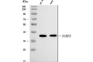 Western blot analysis of SURF2 using anti-SURF2 antibody (ABIN7602318).