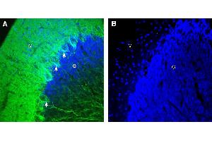 Expression of GPR158 in rat cerebellum. (GPR158 Antikörper  (Intracellular))