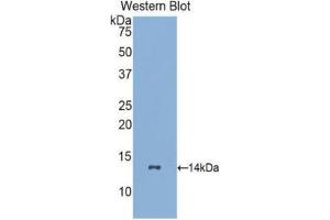 Western Blotting (WB) image for anti-Colony Stimulating Factor 3 Receptor (Granulocyte) (CSF3R) (AA 26-138) antibody (ABIN1174660) (CSF3R Antikörper  (AA 26-138))