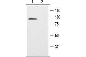 Nerve Growth Factor Receptor (NGFR) peptide