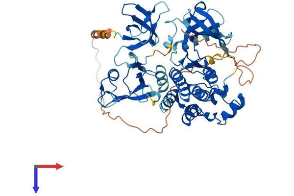 TXK Protein (AA 1-527) (His tag)