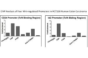 CTNNB1 Antibody - middle region (P100601_P050) validated by CHIP using HCT116 cell lysate (CTNNB1 Antikörper  (C-Term))