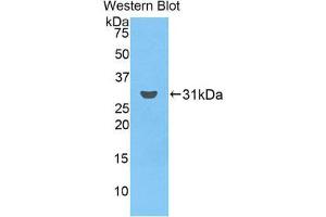 Western Blotting (WB) image for anti-Ficolin (Collagen/fibrinogen Domain Containing) 3 (Hakata Antigen) (FCN3) (AA 34-297) antibody (ABIN1858842)