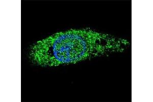 Immunofluorescence (IF) image for anti-Lin-28 Homolog B (LIN28B) (AA 95-128) antibody (ABIN3031627)