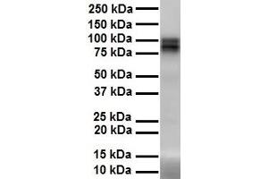 WB Suggested Anti-PIWIL1 antibody Titration: 1 ug/mL Sample Type: Human heart